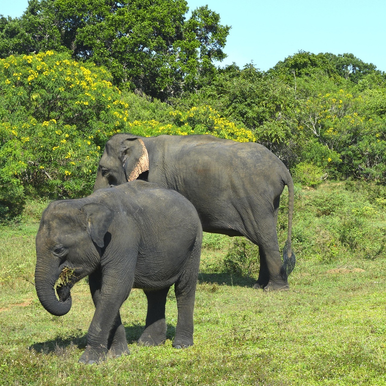 elephants 3751168_1920 2